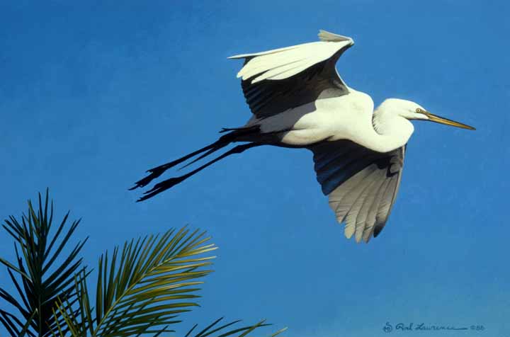 RL – Egret Flying © Rod Lawrence