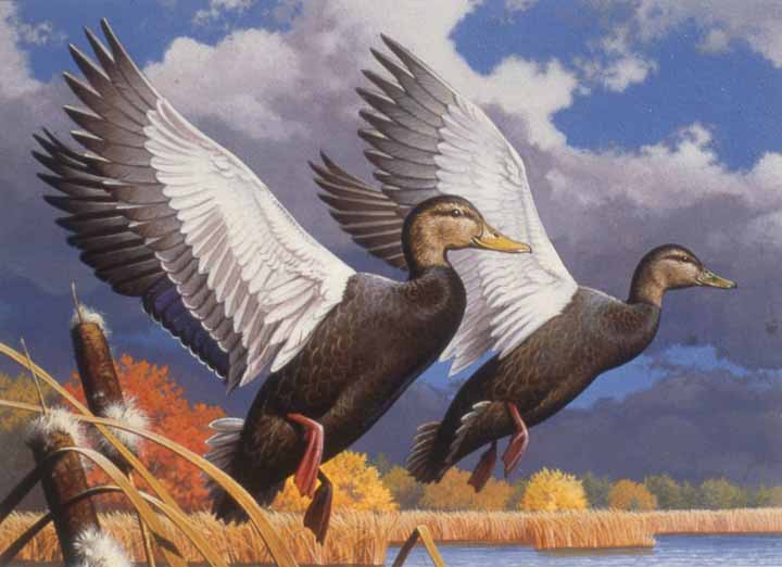 RL – Fall Flight – Black Ducks © Rod Lawrence