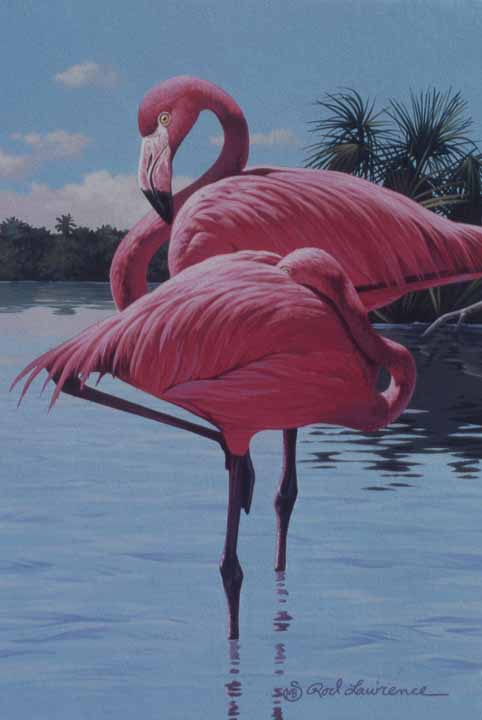 RL – Flamingos © Rod Lawrence