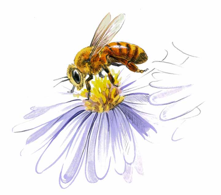RL – Honey Bee © Rod Lawrence