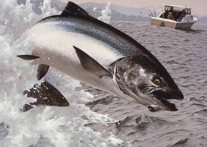 RL – King Salmon © Rod Lawrence