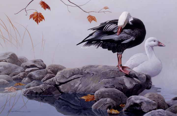 RL – On the Rocks – Snow Geese © Rod Lawrence
