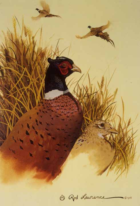 RL – Pheasant Study © Rod Lawrence