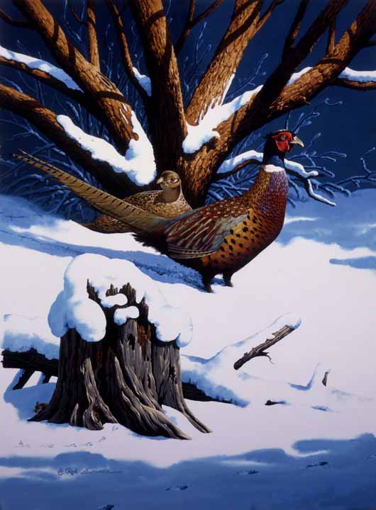 RL – Pheasant in Winter © Rod Lawrence