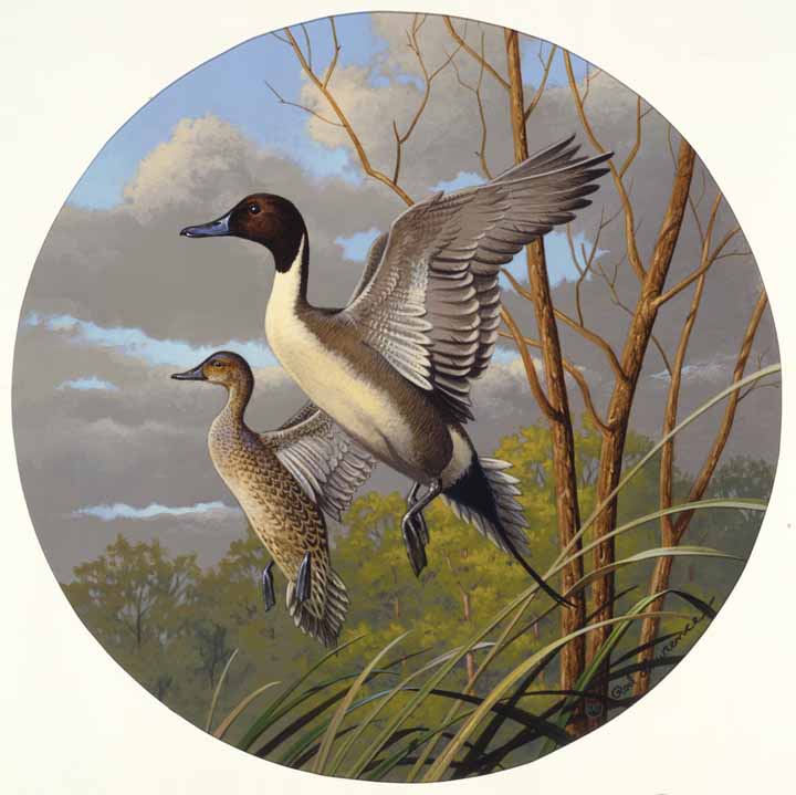 RL – Pintails © Rod Lawrence