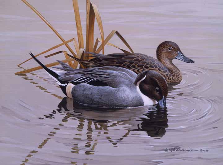 RL – Quiet Morning – Pintails © Rod Lawrence