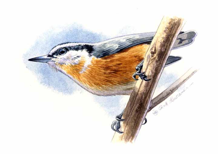 RL – Red Breasted Nuthatch © Rod Lawrence