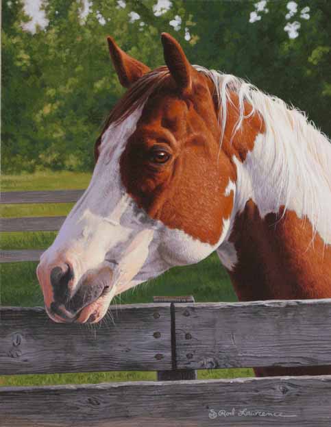 RL – Shotzie – Horse Portrait © Rod Lawrence