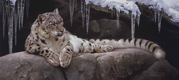 RL – Snow Leopard © Rod Lawrence