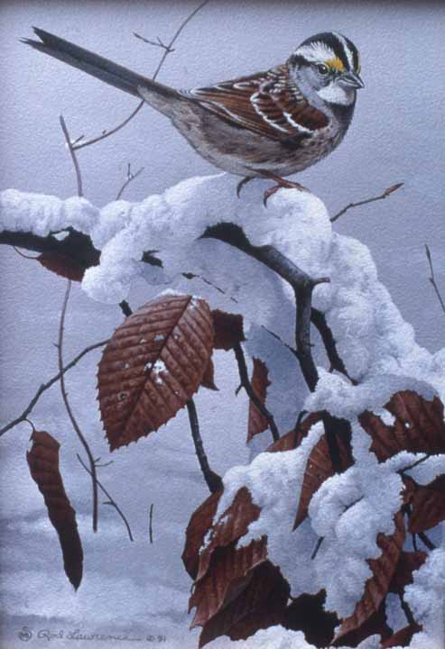 RL – Snowy Perch © Rod Lawrence