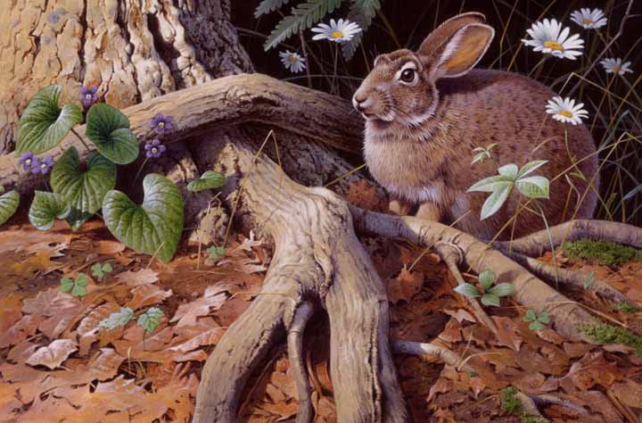 RL – Spring Rabbit © Rod Lawrence