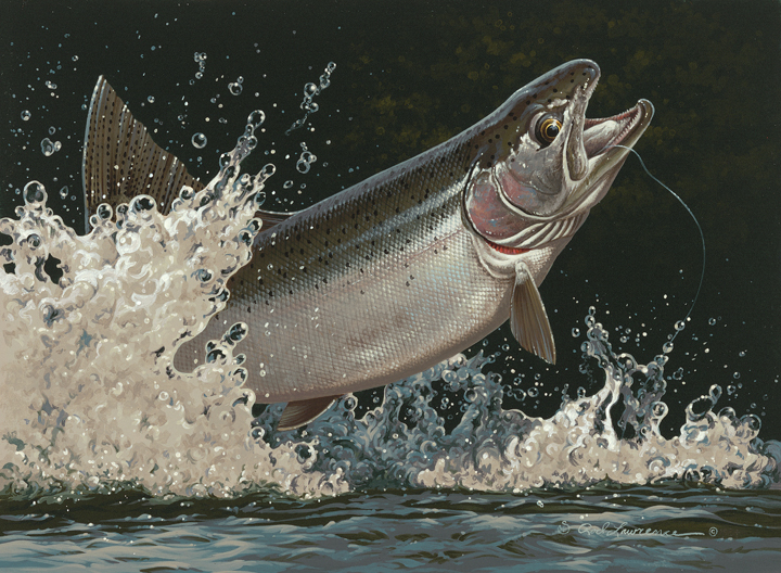 RL – Steelhead © Rod Lawrence