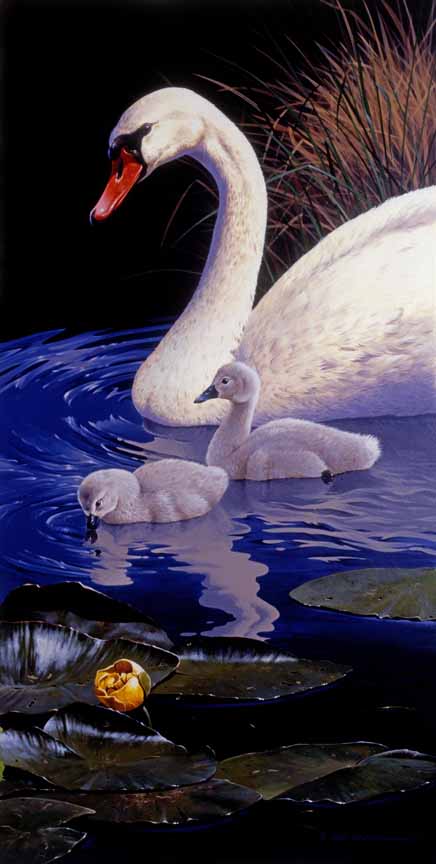 RL – Swan with Babies © Rod Lawrence