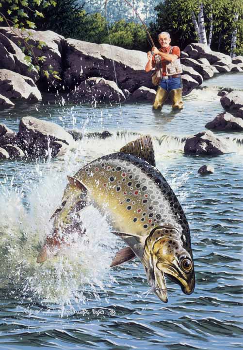 RL – Trout 2 © Rod Lawrence