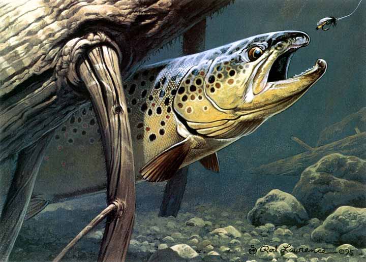 RL – Trout © Rod Lawrence