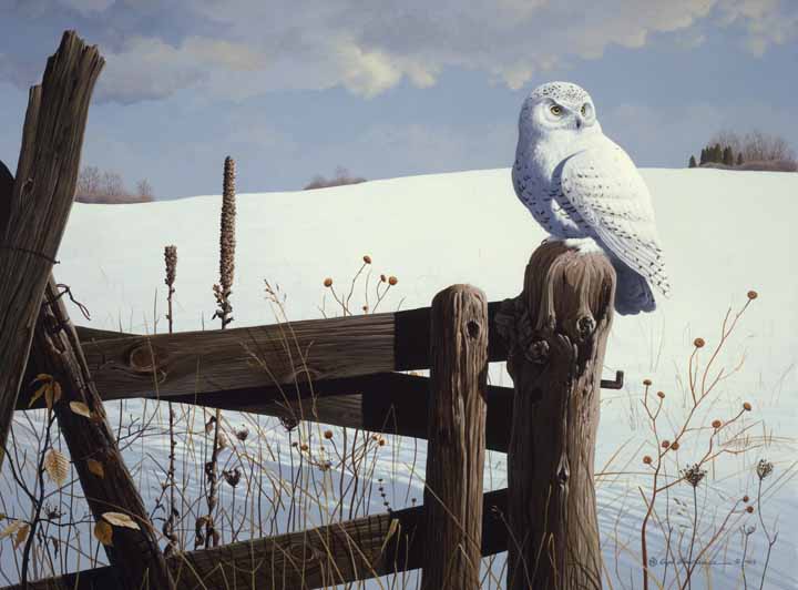 RL – Winter Watch – Snowy Owl © Rod Lawrence