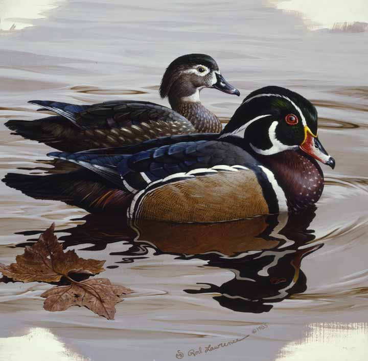 RL – Wood Ducks in Water © Rod Lawrence