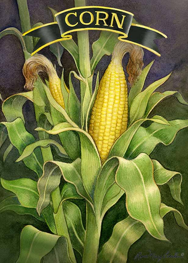 RMB – Garden – Corn Stalk © Rose Mary Berlin