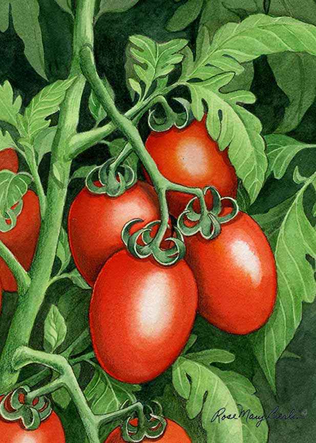 RMB – Garden – Roma Tomatoes © Rose MarBerlin