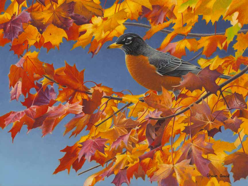 SG – Autumn Robin © Shawn Gould