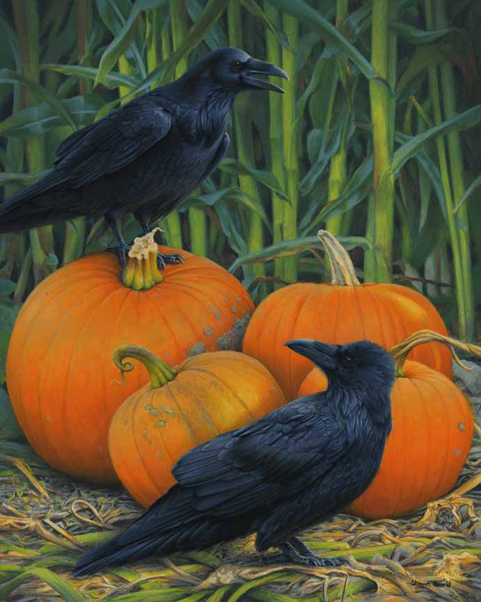 SG – Barnyard Ravens © Shawn Gould