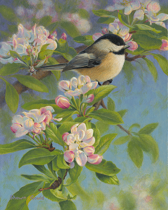 SG – Chickadee and Blossoms © Shawn Gould