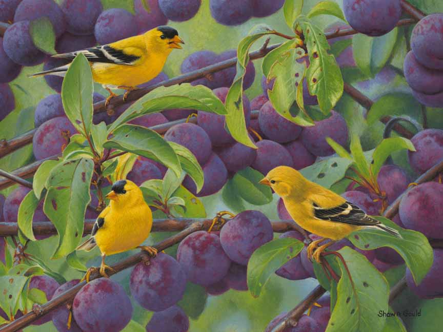 SG – Finches And Plums © Shawn Gould