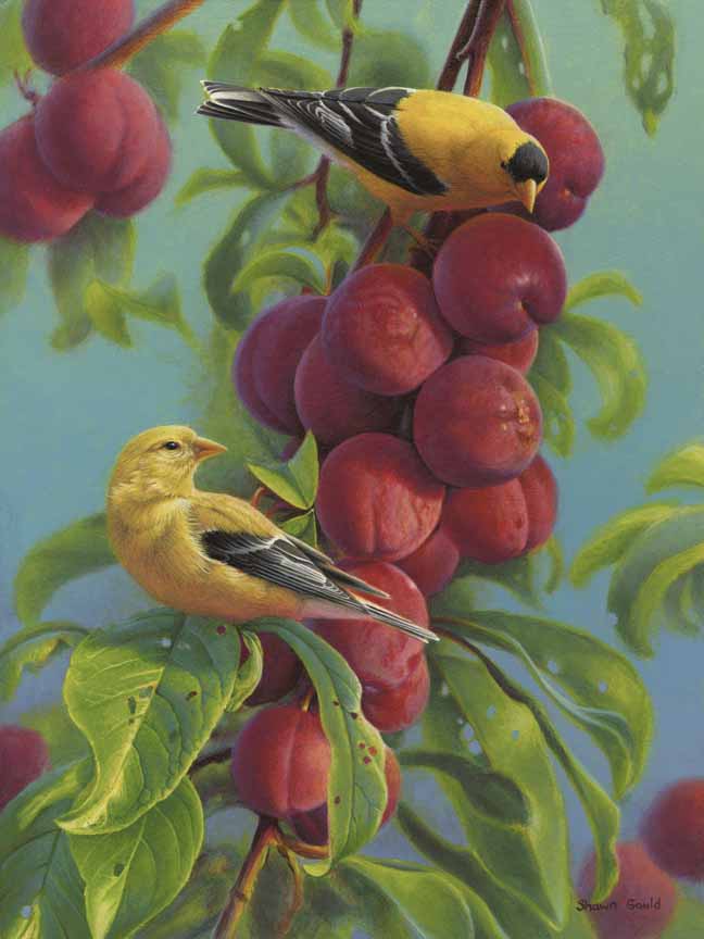 SG – Goldfinch And Plums © Shawn Gould