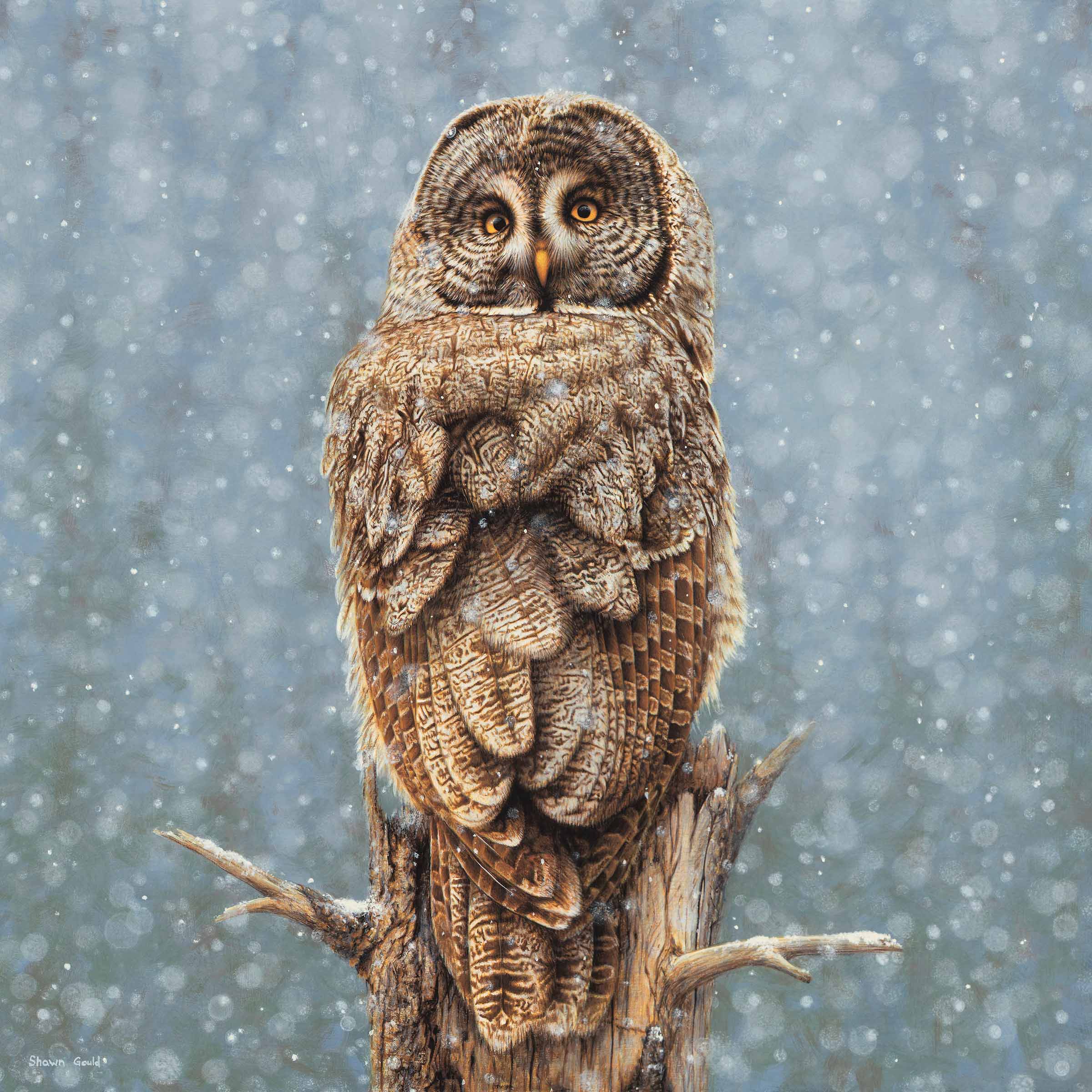 SG – Great Gray Owl in Snow © Shawn Gould