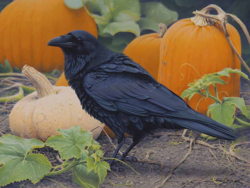 SG – Harvest Raven © Shawn Gould
