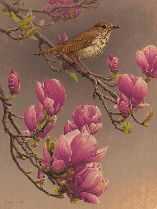 SG – Hermit Thrush And Magnolia © Shawn Gould