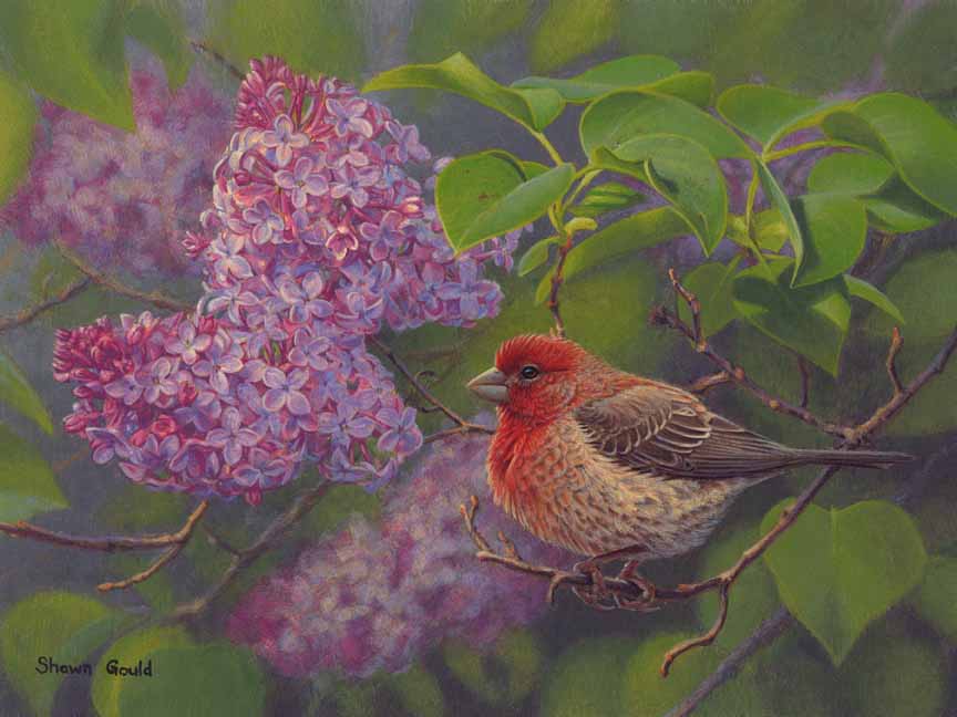 SG – House Finch and Lilac © Shawn Gould