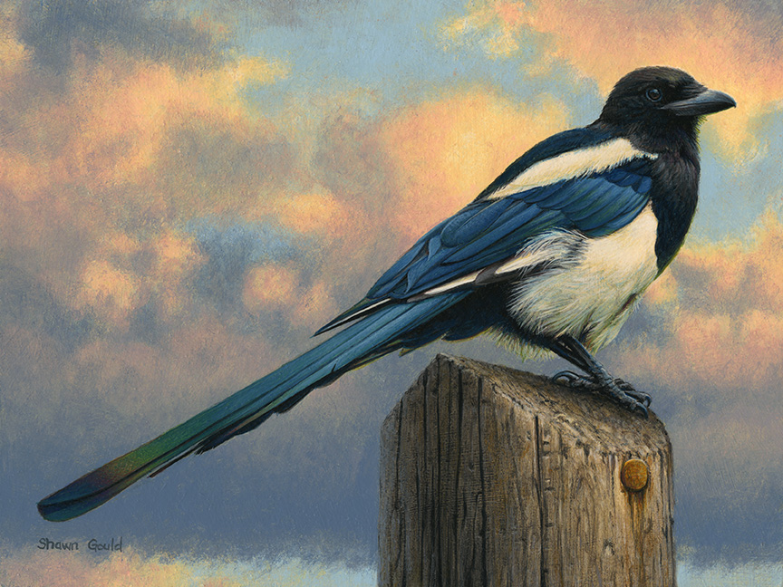 SG – Magnificent Magpie © Shawn Gould
