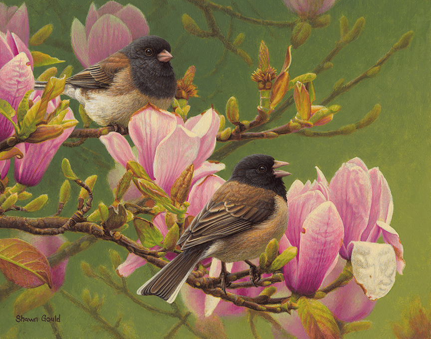 SG – Magnlia And Juncos © Shawn Gould