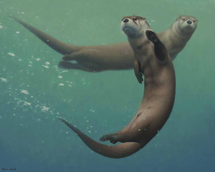 SG – Otter Curiosity © Shawn Gould