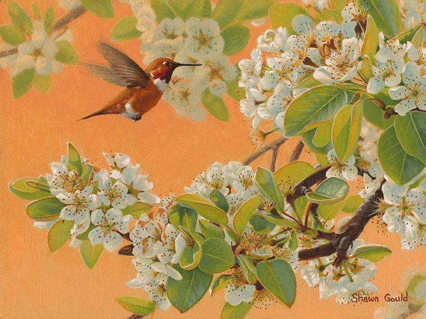 SG – Pear Blossoms And Hummingbird © Shawn Gould