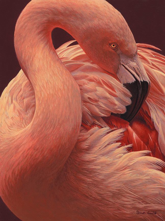 SG – Preening Flamingo © Shawn Gould