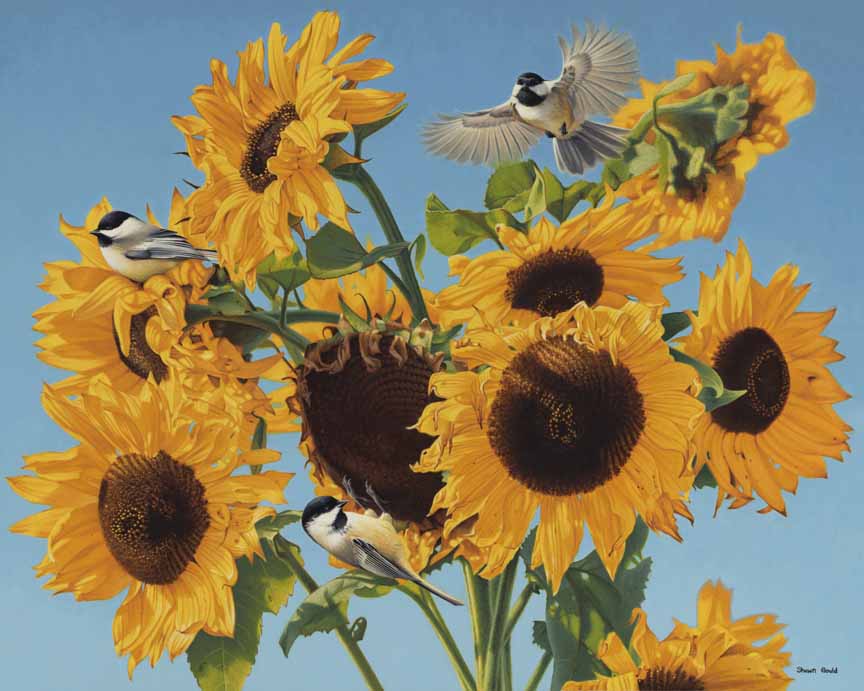 SG – Sunflowers And Chickadees © Shawn Gould