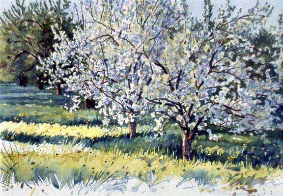 SM – Apple Orchard in Spring © Stan Myers