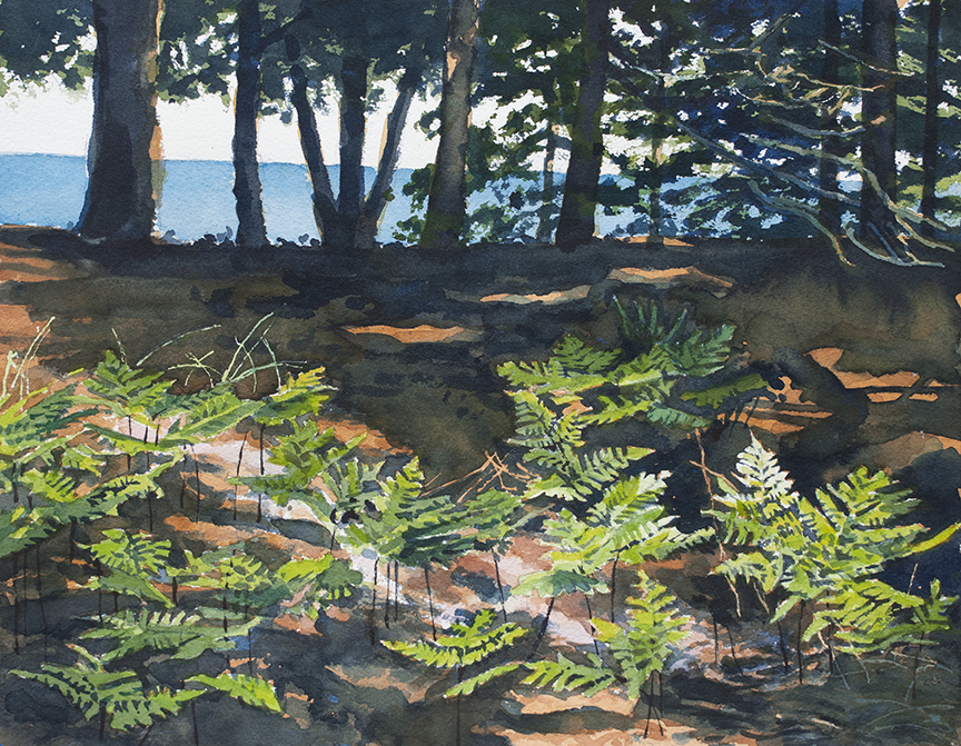 SM – Ferns, Sleeping Bear Bay Beach, Study © Stan Myers