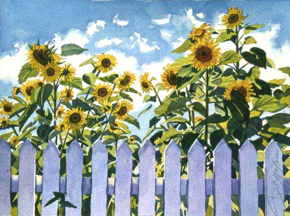 SM – Sunflowers with Picket Fence © Stan Myers