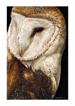 SR – Barn Owl © Sueellen Ross