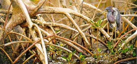 SR – Mangrove Swamp © Sueellen Ross