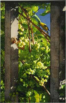 SR – Vineyard Visitor © Sueellen Ross