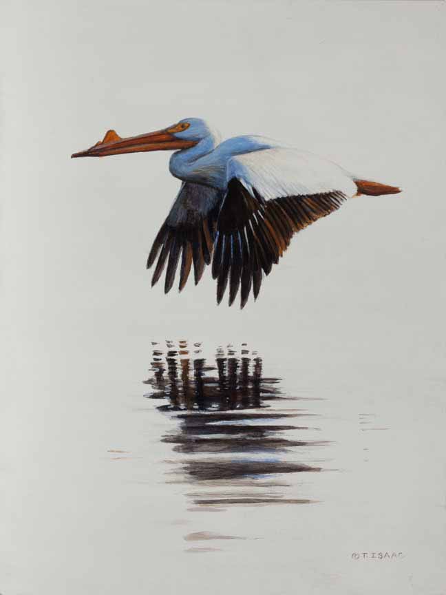 TI – A Wonderful Bird is the Pelican © Terry Isaac