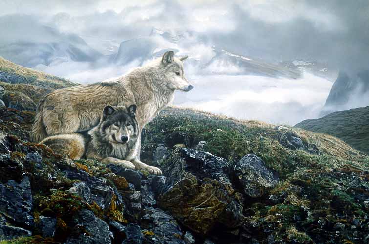 TI – Above Timberline – Gray Wolves © Terry Isaac