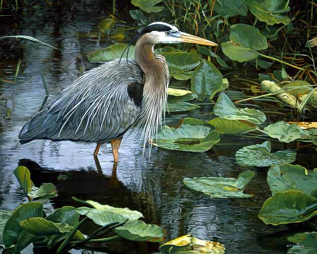 TI – After The Rains – Grt. Blue Heron © Terry Isaac
