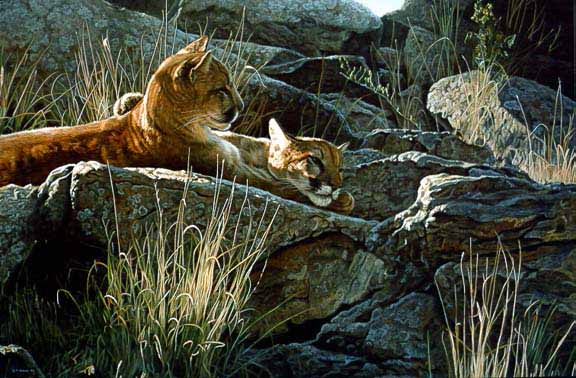 TI – Afternoon Light – Young Cougars © Terry Isaac