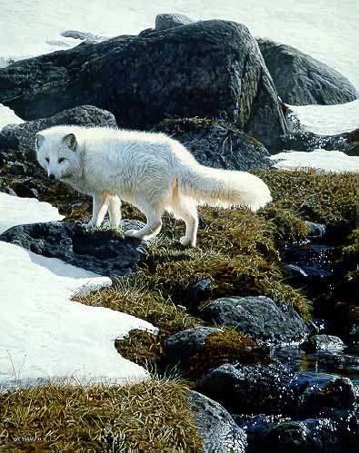 TI – Arctic Sun – Arctic Fox © Terry Isaac