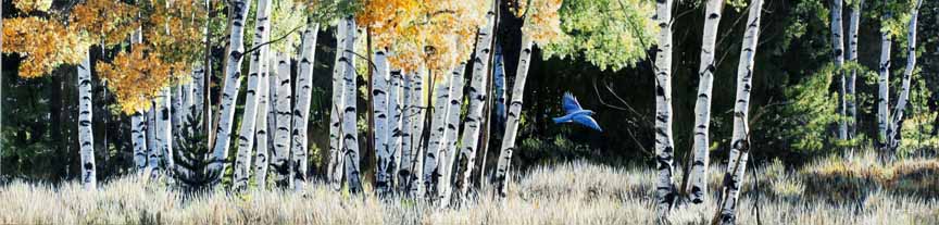 TI – Aspen Flight – Bluebird © Terry Isaac